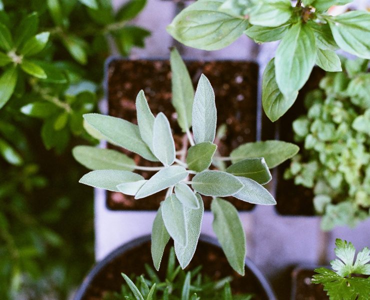 nolisoli home herb garden