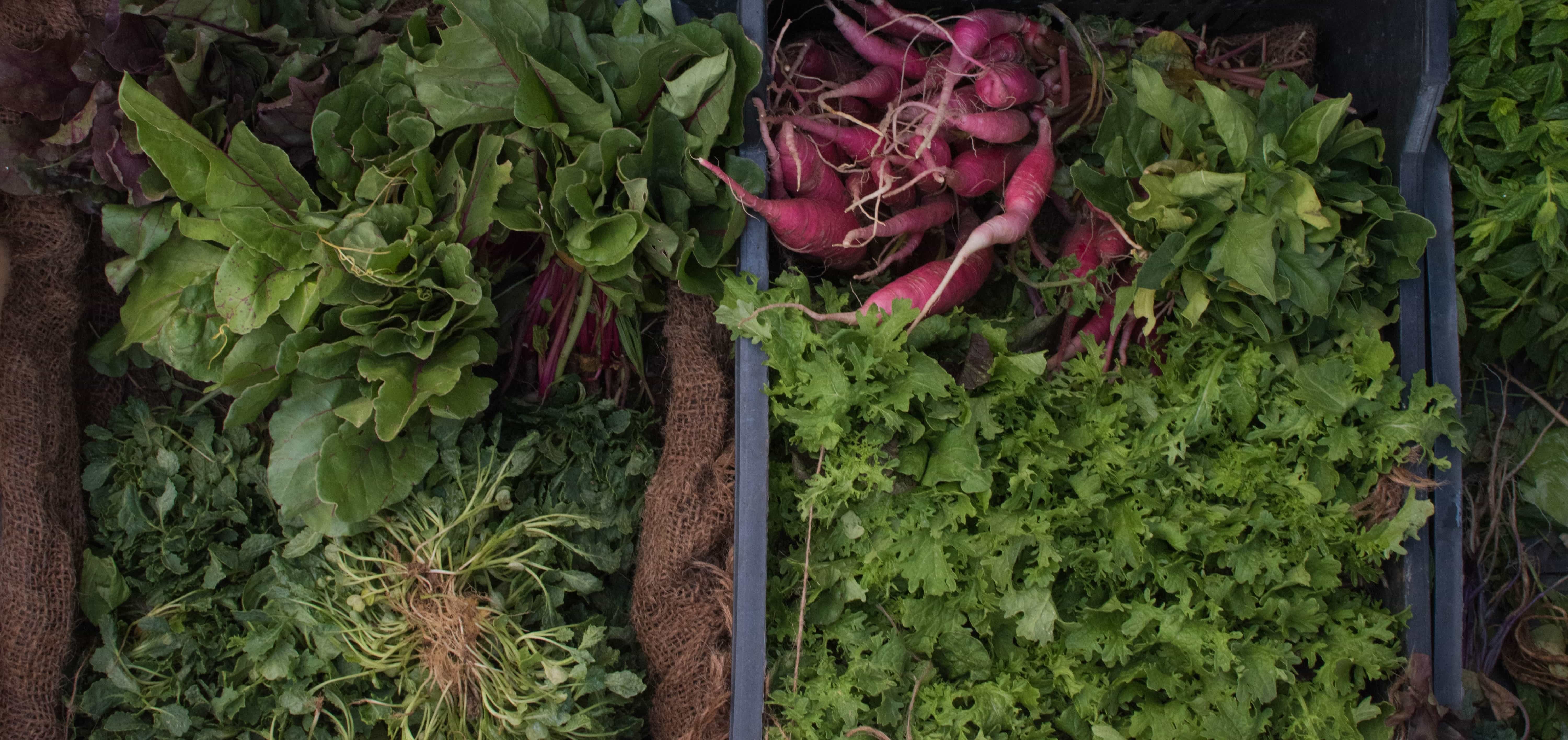 local farms