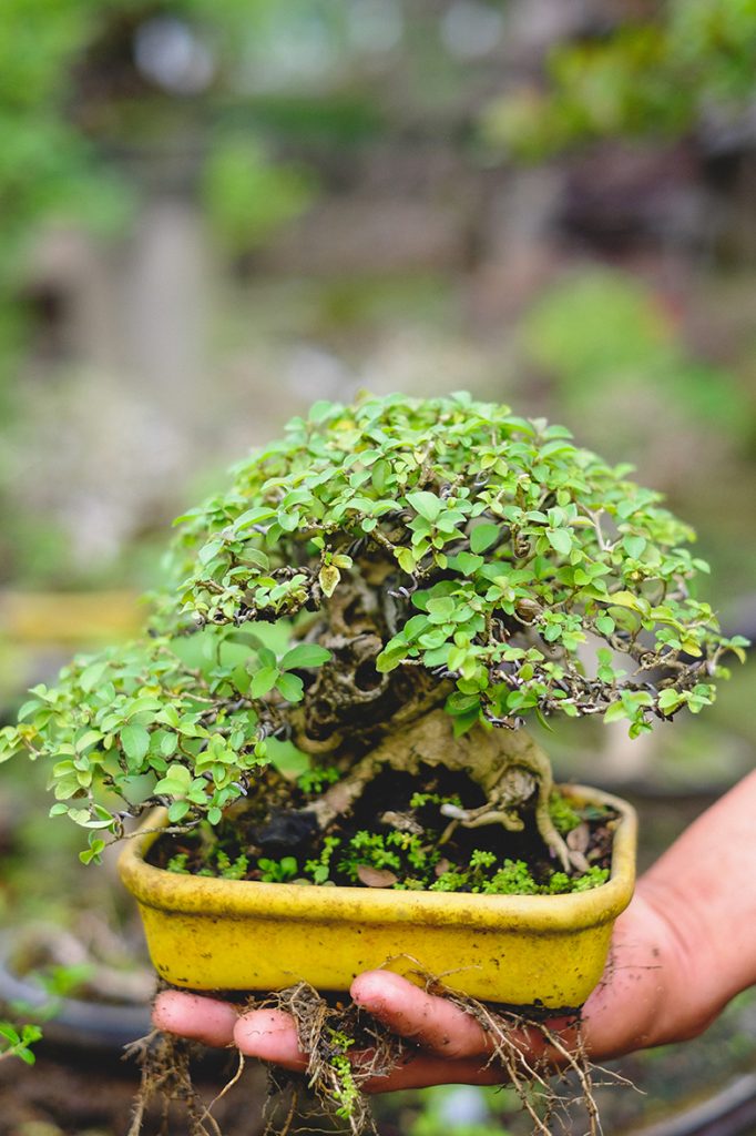 nolisoli profile juan lim bonsai