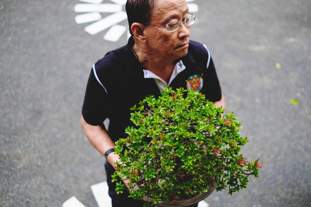 nolisoli profile juan lim bonsai