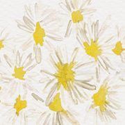 skin chinese medicine chysanthemum