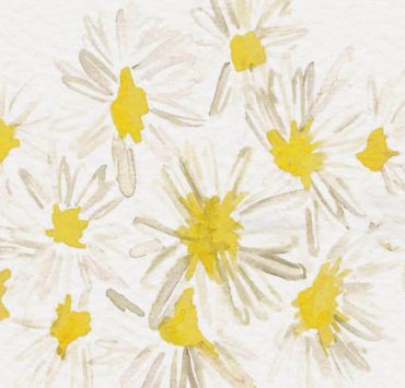 skin chinese medicine chysanthemum
