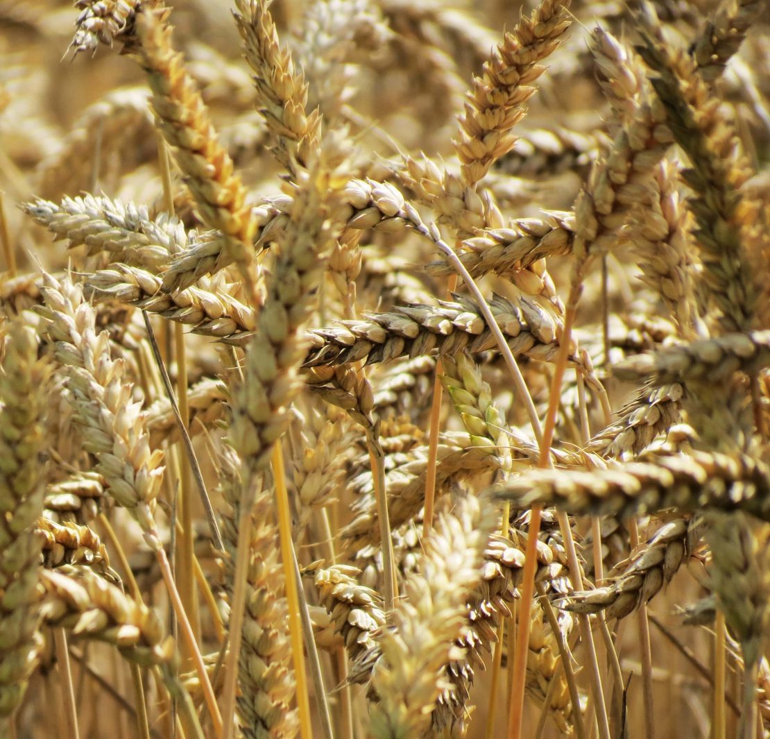 nolisoli health gluten-free