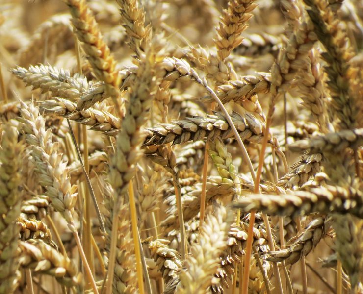 nolisoli health gluten-free