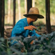 noli march feature teraoka family farm