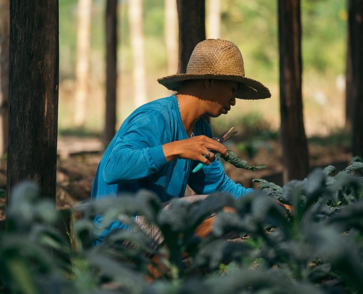 noli march feature teraoka family farm