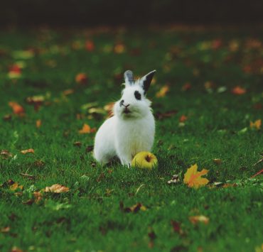 nolisoli care beauty cruelty-free cosmetics