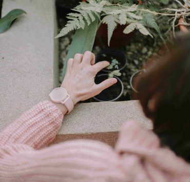 nolisoli home plants