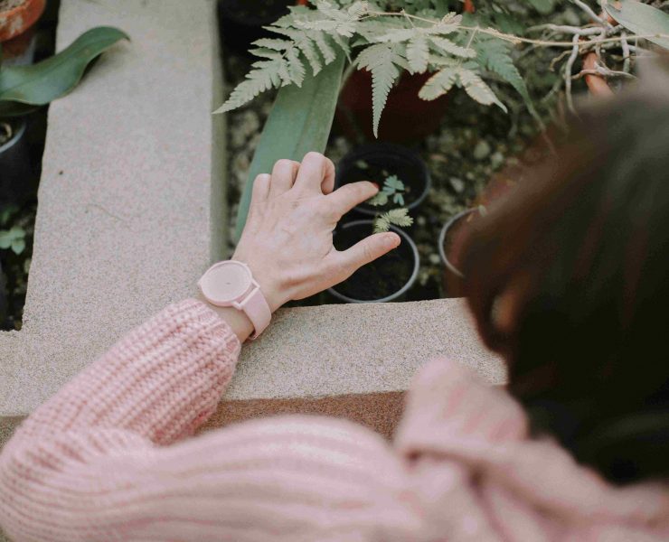 nolisoli home plants