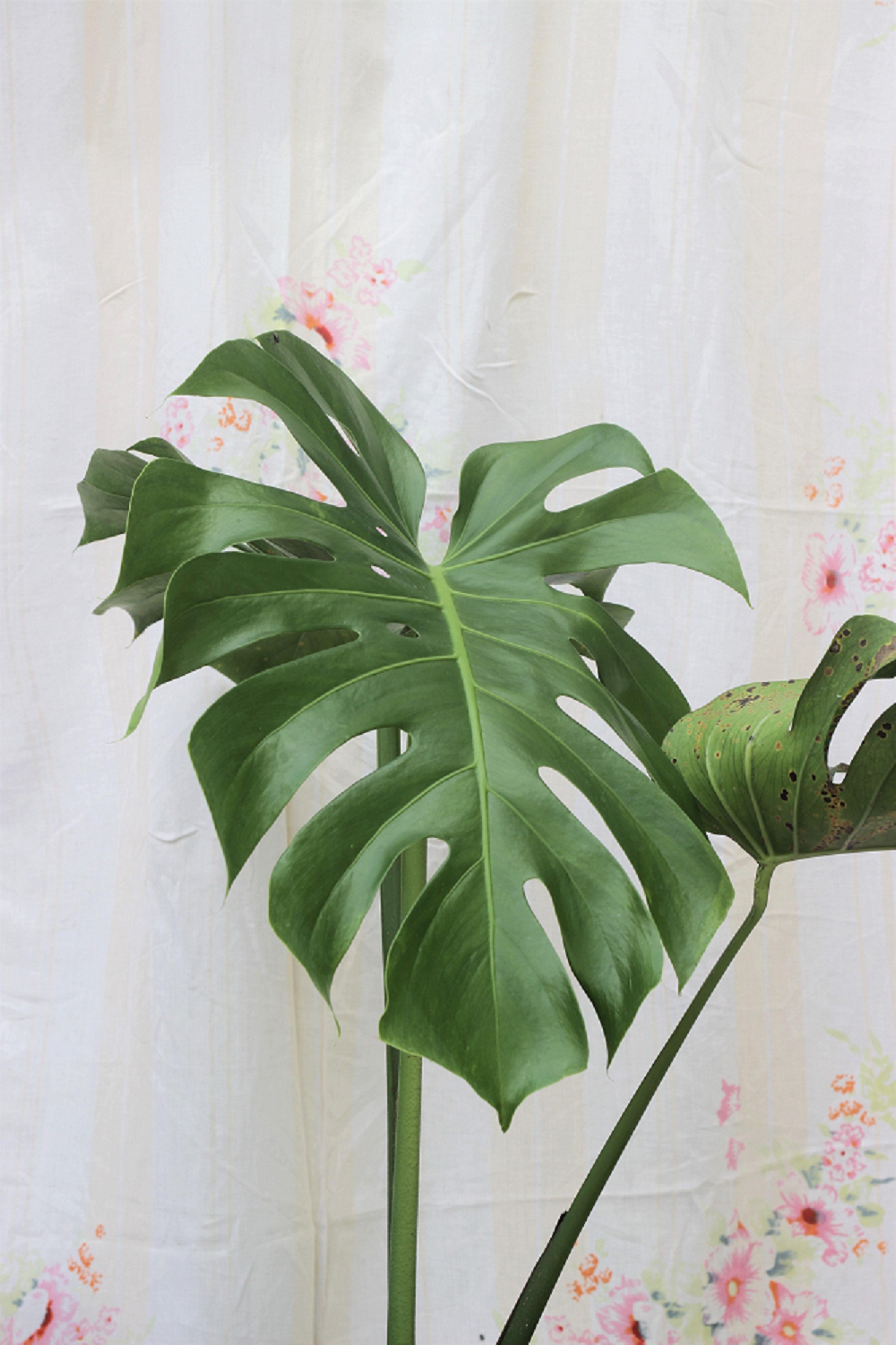 nolisoli make space monstera