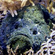 nolisoli care health and wellness sea creatures