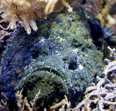 nolisoli care health and wellness sea creatures