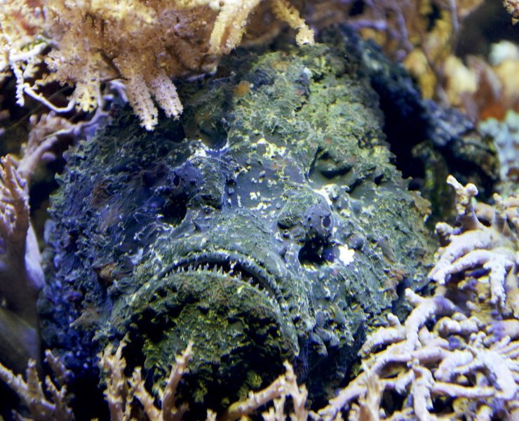 nolisoli care health and wellness sea creatures