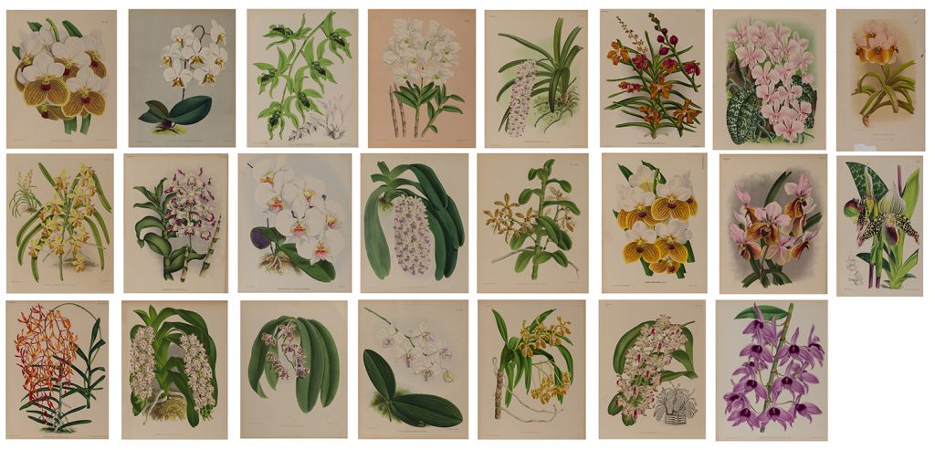 10-botanical-prints