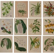 nolisoli be arts salcedo auction