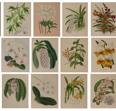 nolisoli be arts salcedo auction