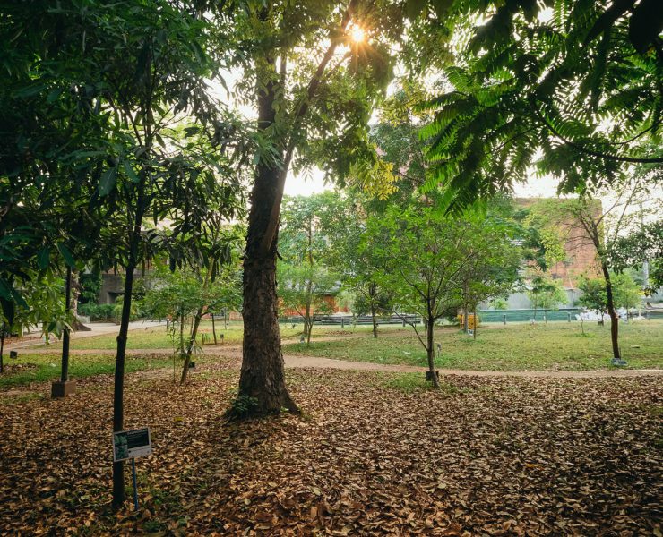 nolisoli be fixture trees up washington sycip garden of native trees