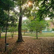 nolisoli be fixture trees up washington sycip garden of native trees