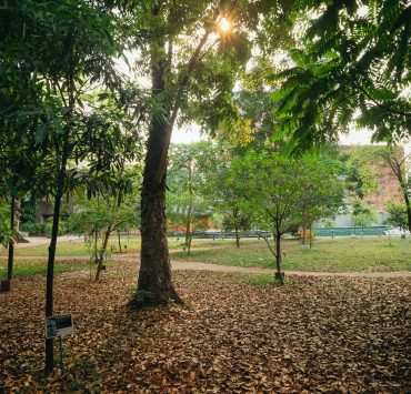 nolisoli be fixture trees up washington sycip garden of native trees