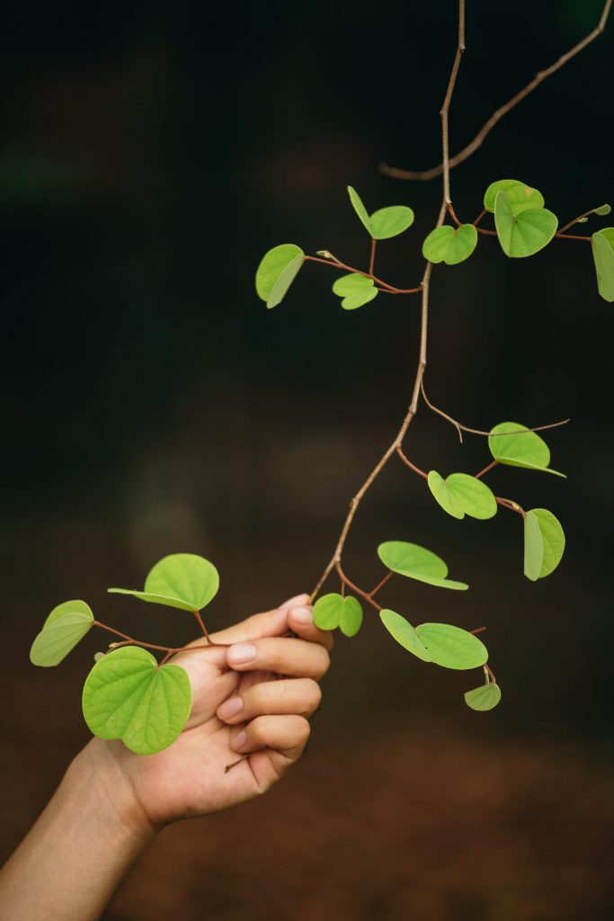 nolisoli be fixture trees up washington sycip garden of native trees