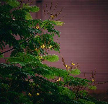 nolisoli be fixture trees up washington sycip garden of native trees