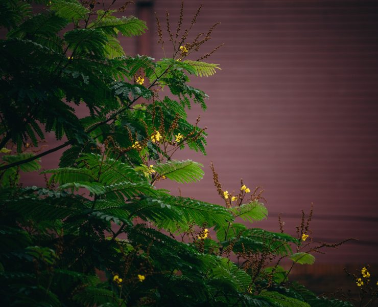 nolisoli be fixture trees up washington sycip garden of native trees