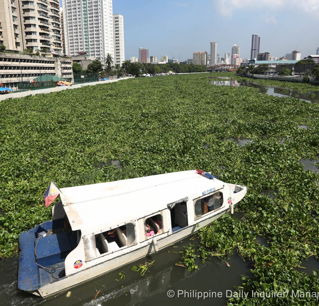 nolisoli be fixture pasig river water hyacinth