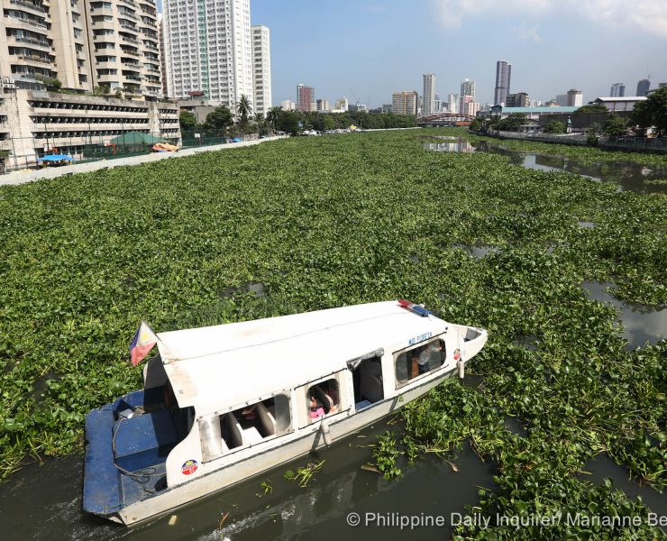 nolisoli be fixture pasig river water hyacinth