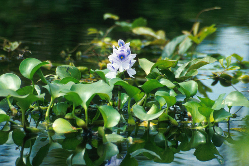 nolisoli be fixture pasig river water hyacinth