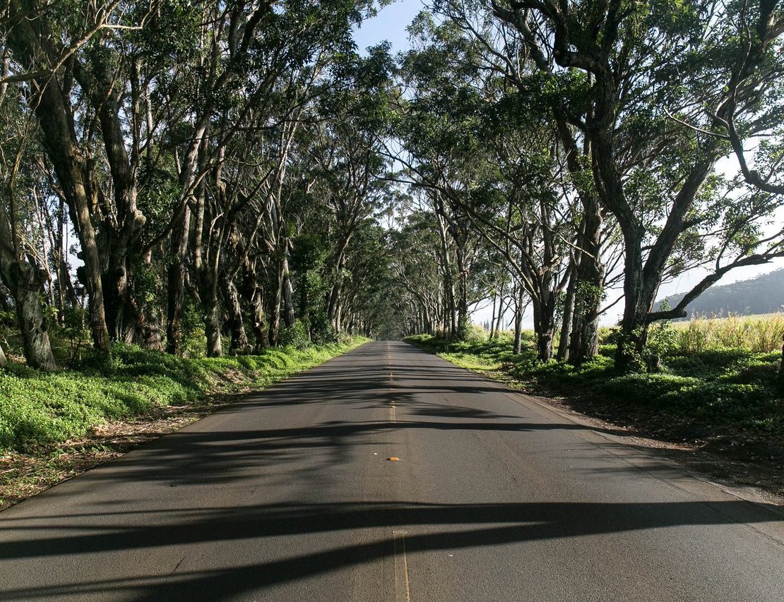 nolisoli news fixture trees road widening