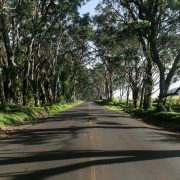 nolisoli news fixture trees road widening