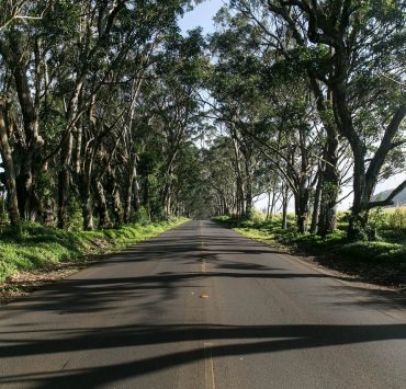 nolisoli news fixture trees road widening