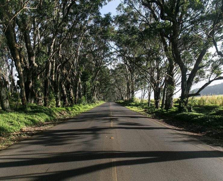 nolisoli news fixture trees road widening