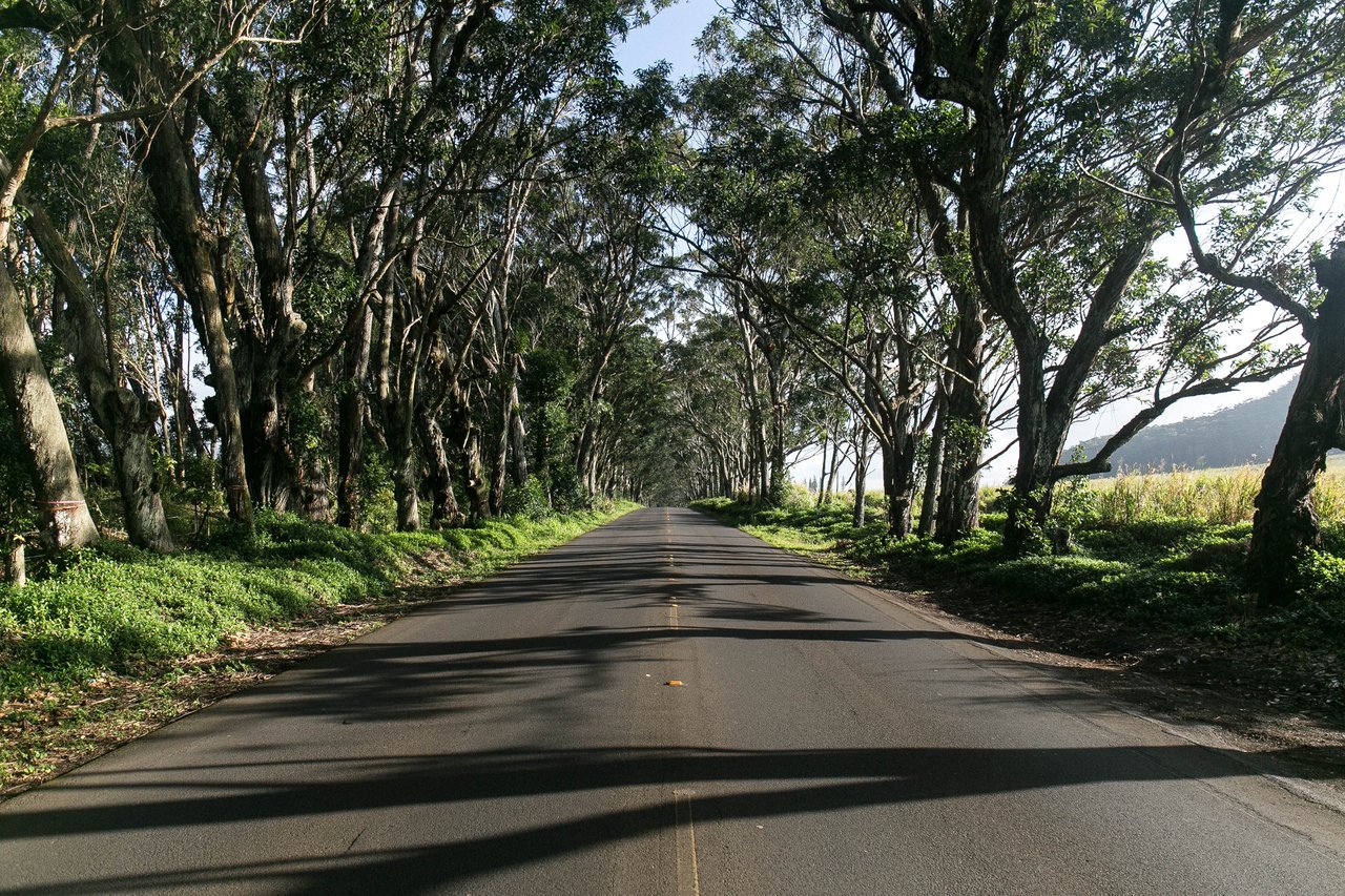 nolisoli news fixture trees road widening