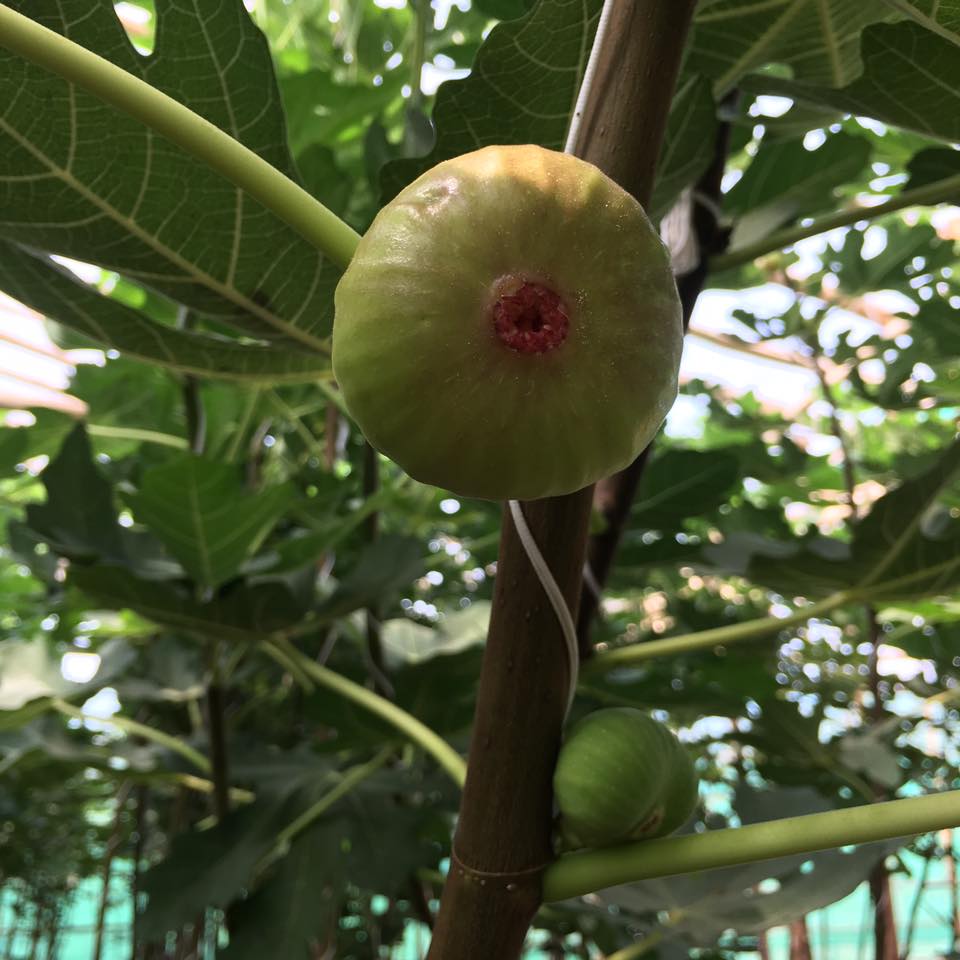 fig fruit