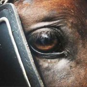 nolisoli be fixture animal cruelty