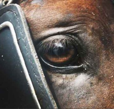 nolisoli be fixture animal cruelty