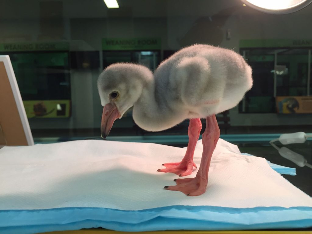 What does a baby flamingo look like? - NOLISOLI