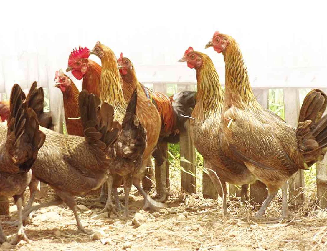 nolisoli be fixture avian flu