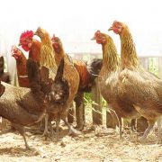 nolisoli be fixture avian flu