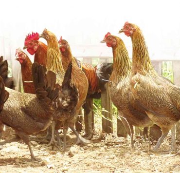 nolisoli be fixture avian flu