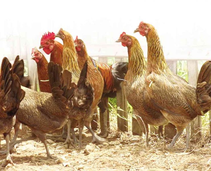 nolisoli be fixture avian flu