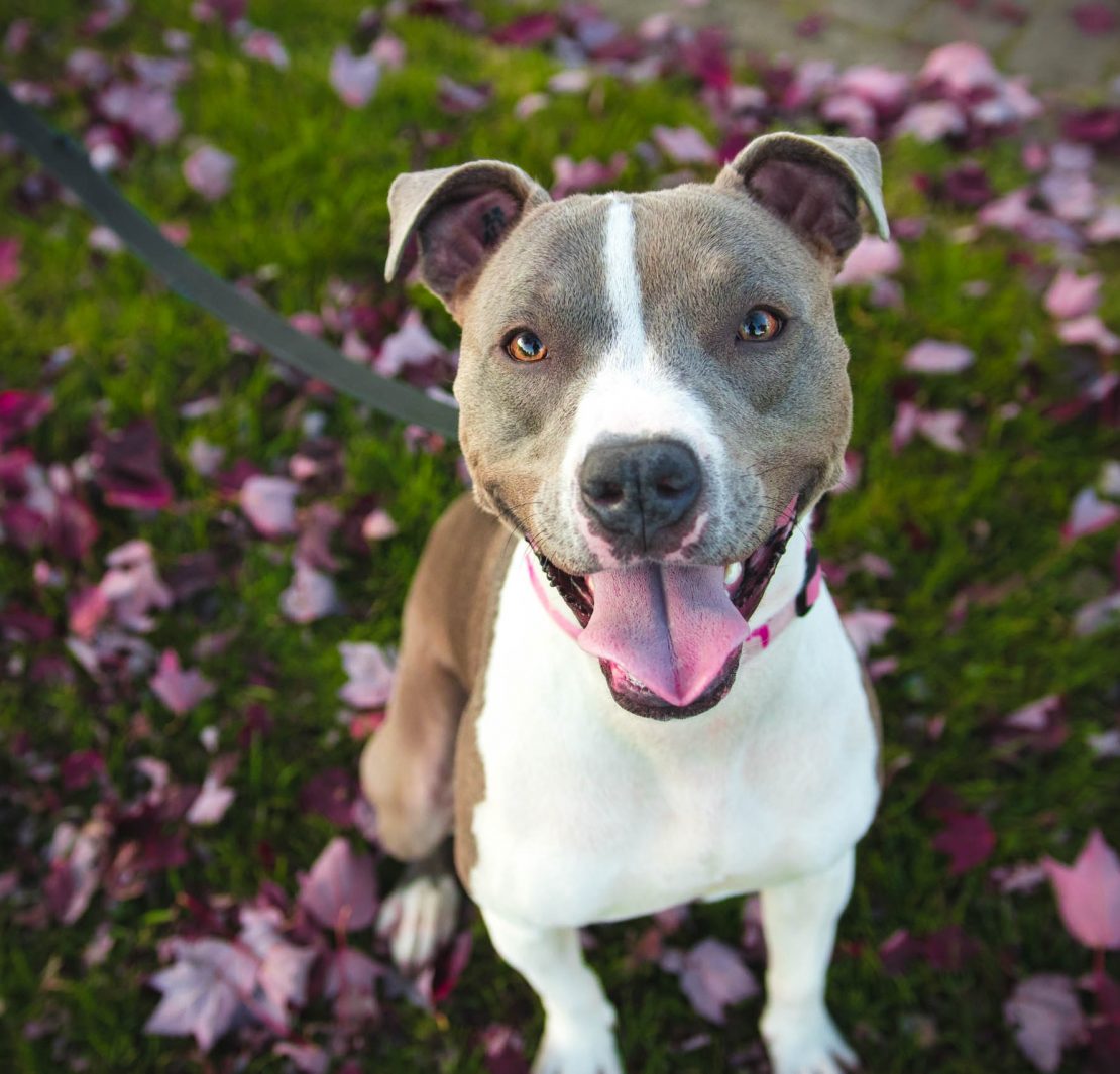 nolisoli be fixture keeping pets