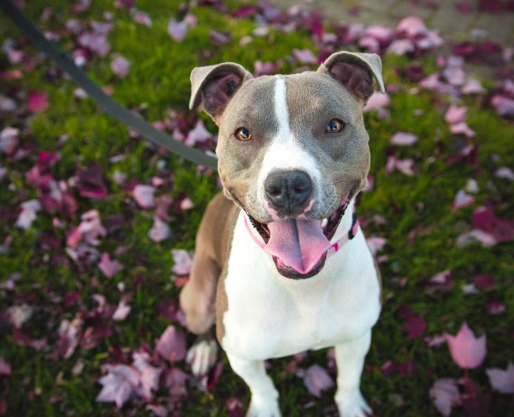 nolisoli be fixture keeping pets