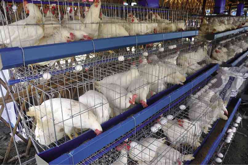 nolisoli be fixture avian flu