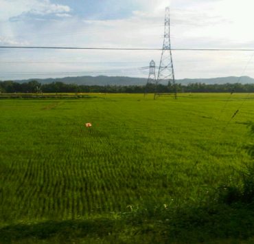agriculture
