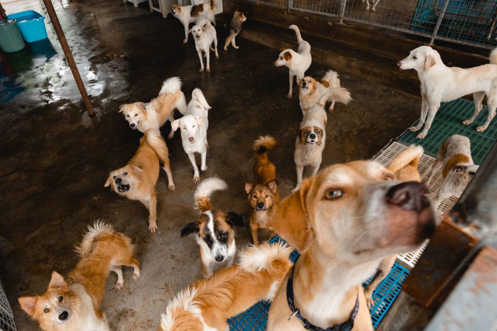 This animal shelter won’t be able to feed their dogs and