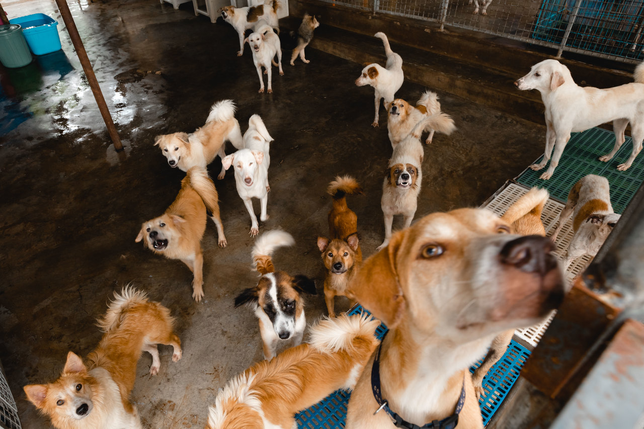 Best 10 Adopt A Dog For Free Philippines Best Don t Miss Black Cat 