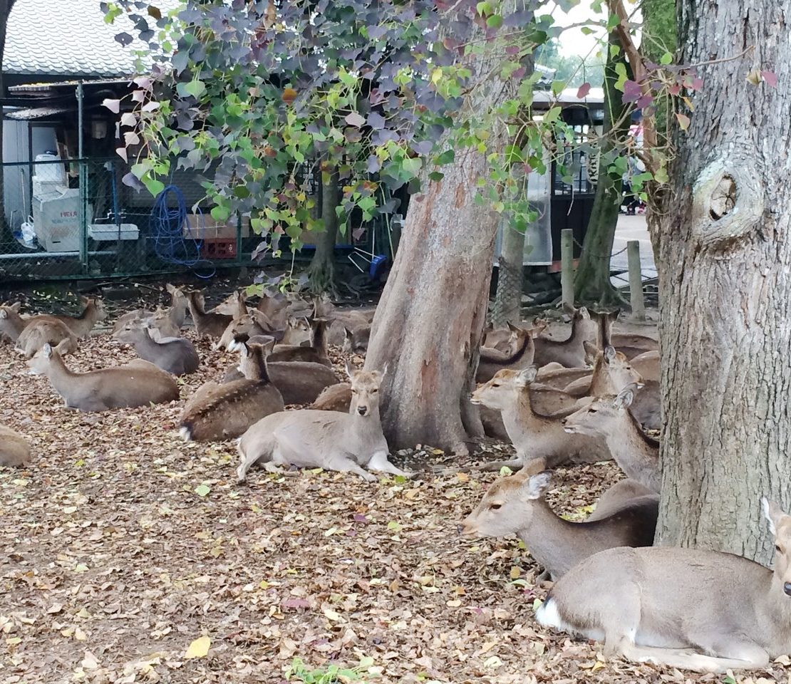 nolisoli fixture nara deer