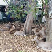 nolisoli fixture nara deer